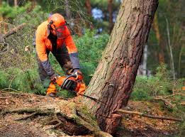 Best Tree Disease Treatment  in Hewitt, TX